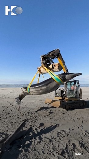 2.9K views · 615 reactions | World's rarest whale washes up on New Zealand beach. #marine #biology #animals #HKeye | HKeye | Facebook