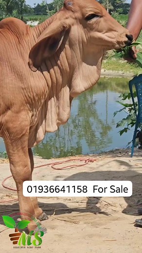 76K views · 1.2K reactions | #brahman #farming #farm #brahma #Americanbrahman | Shahinur Agro Farm | Facebook