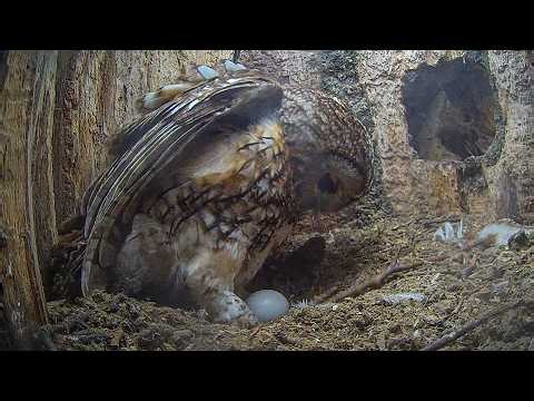 Tawny Owl Whistles As She Lays First Egg of Season | Luna | Robert E Fuller