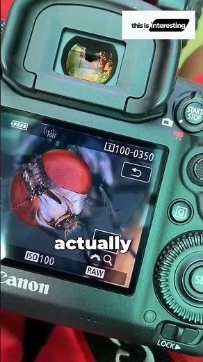 The Secret to Keeping Flies and Bugs Away in Restaurants | Rotating CD Trick