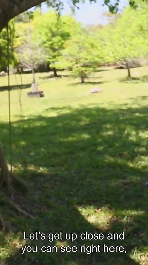 23K views · 753 reactions | Up Close & Personal With A Carpet Python  #snakes #reptiles #animals #wildlife #kampkenan | Kamp Kenan | Facebook