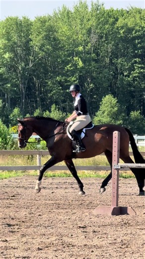 Oldenburg Warmblood Horse: Hunter Jumper & Equitation
