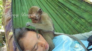 4.7K views · 205 reactions | Sweetness! Nancy hug mom sleep on the hammock, She is always grateful​ KT who rescue & feed her | Lovely Monkey | Facebook
