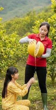 Harvest 1000+ Kg Of Vietnamese Mini Lemons Goes to market sell #short