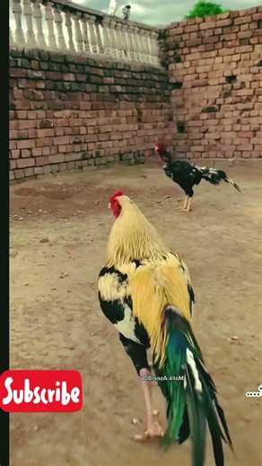 🔥 Powerful Asil Murga | World’s Strongest Fighter Rooster | King of All Murgas 🐓💪#Asil #asilmurga
