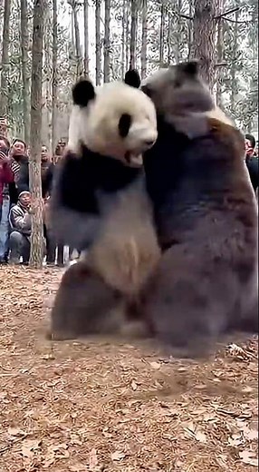 🐻🐼 “Panda vs Bear – Battle of the Beasts