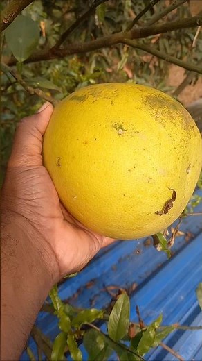Delicious pomelo fruit, Delicious fruit recipe,fruit salad,fruit farming #pomelo #farming #gardening