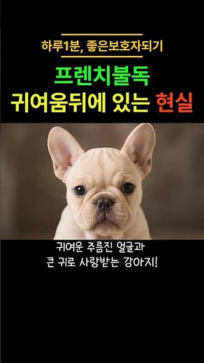 [Dog Breed Encyclopedia]🚨The Reasons You Shouldn't Just Get a French Bulldog Because They're Cute