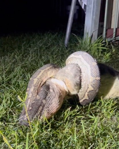 The Dark Side of Nature on Instagram: "A Carpet Python tackles a massive male brushtail possum in a dramatic backyard encounter! In Burpengary, a local family heard a sudden thump and rushed outside to discover this surprising scene. Both the possum and the python had fallen from a nearby tree over 8 meters tall, turning an ordinary backyard into a front-row seat to one of nature’s rawest feeding moments. Carpet pythons are powerful constrictors, capable of subduing prey much larger than themsel