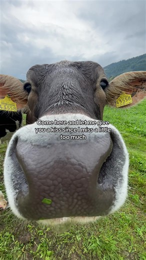 #missyou #kiss #come #goviral #cow | cow