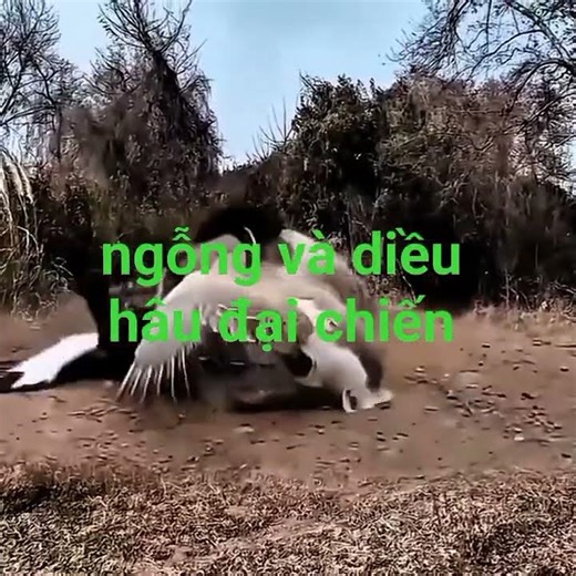 @(anh nha que)goose and hawk fight