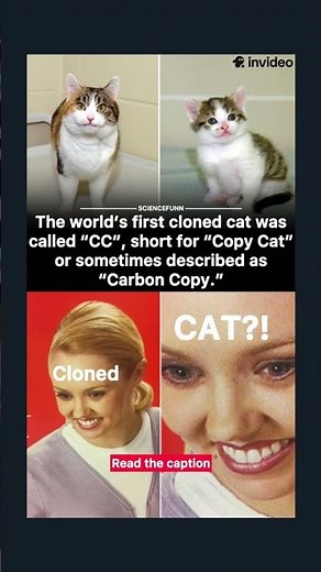 Cloned cat???
