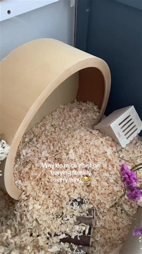 Understanding Mice Behavior: Bedding and Burrowing Habits