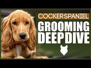 How To Groom Your COCKER SPANIEL