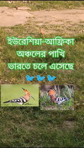 The Eurasian hoopoe came in India. It is the most widespread species of the genus Upupa.