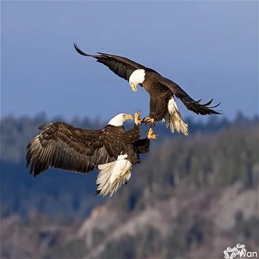 Bald Eagles in Love 💕 | Mid-Air Courtship Dance 🦅✨ 1:1-1040 #Eagles #Wheeling #Shorts