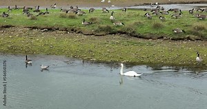 Flok Of Gooses And Duck Swimming In Cornwall Nature Reserve, Hayle, England