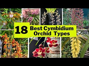 18 Best Cymbidium Orchid Varieties | Beautiful Large, Showy Indoor Flower Types |‪@SwaroopaDiaries14‬