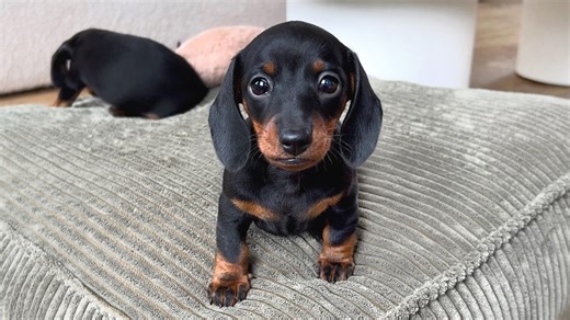 29K views · 2.4K reactions | Dachshund puppies playing. | Loulou & Friends | Facebook