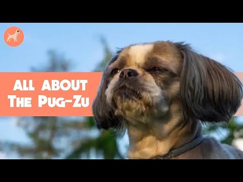 Pug Shih Tzu Mix (Pug-Zu): Should You Get One?