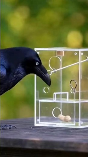 IMPOSSIBLE PUZZLE! Watch a Raven Solve a 9-Step Trap for Food #puzzle #crow #birdsintelligence