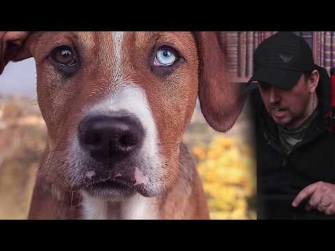 Photoshop Editing Techniques (Dog Photograph)
