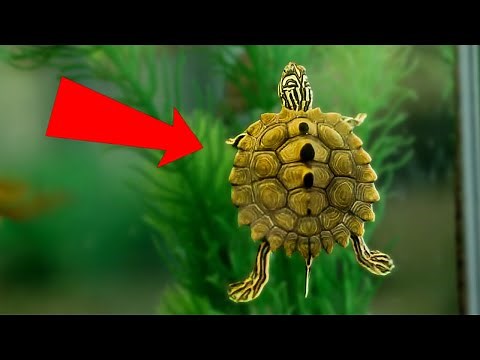 Baby Turtle Unboxing!