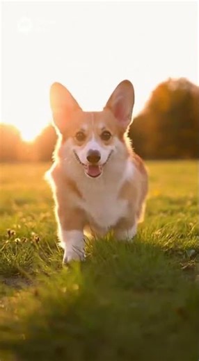 Corgi Running in Slow Motion, With Ears Flying in the Wind