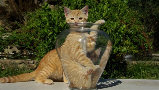 Is "Orange Cat Behavior" Actually A Thing?