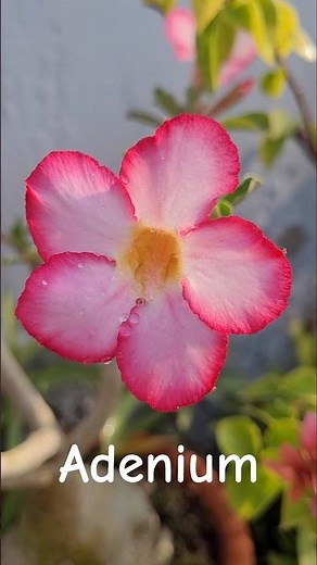 Desert Rose plant (Adenium obesum) #flowers #adenium #gardening #nature