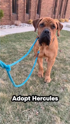 🐶 Adopt Hercules: A Gentle Giant 🐾