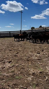 Fall born calves hitting those weaning goals. #cattlewithgrit | HI/ Cattle Co