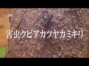 害虫 クビアカツヤカミキリ red-necked longhorn