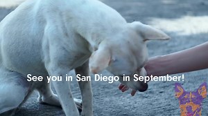 The sooner you register, the more excited you'll be! The newly reimagined AAHA CON (formerly Connexity) is packed with great speakers covering topics ranging from feline hyperthyroidism to orthopedic exams to inventory management and mentoring. There's something for everyone! www.aaha.org/aahacon | American Animal Hospital Association (AAHA)