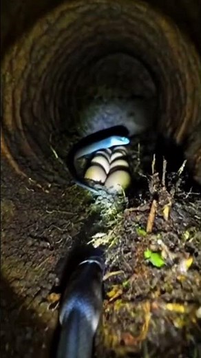 Inside an Underground Snake World | Micro Camera on a Python Hatchling #shorts #viral #trending