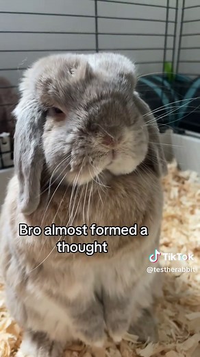 Understanding Mini Lop Bunnies as Pets