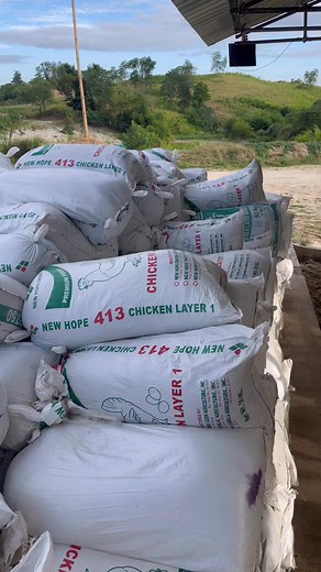 When we risk running out of grass in the dry season to feed our cattle, corn silage is a nutritious alternative that gives them the roughage they need to thrive. #cattle #brahman #cornsilage #foodsecurity #balungaopangasinan #philippines #agriculture | Balungao Integrated Farm