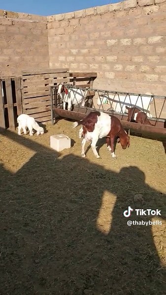 Effective Goat Farming Techniques for Better Production