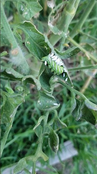 Setting the braconids free hornworm replacement #garden