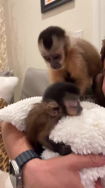 Raymond Pet Monkeys on TikTok