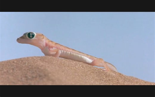 纪录片.可爱的动物.1974[豆瓣9.5][片头]