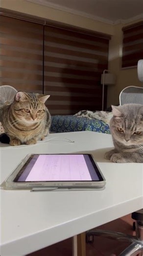 Two Cats Watching Cockroach on iPad