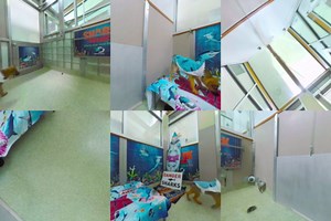 Experience all the #SharkNAww of a shark puppy feeding frenzy! | Shark Week