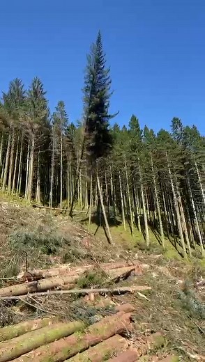 #forestry #forestrylife #lumberjack #timber #scotland #treework #logging #loggingislife #fyp #foryoupage #ms500i #fullsend #arborist #satisfaction