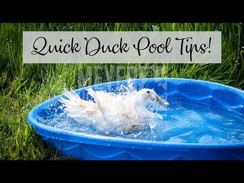 Quick DIY Duck Pool!