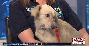 Pet of the Week: Luna at Humane Society of Tulsa