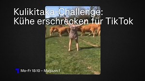 Das Internet hat eine Challenge mehr. Und die hat es in sich: Bei der Kulikitaka-Challenge erschrecken Userinnen und User Kühe. 🐮😲 Dabei bringen sie sich und die Tiere in Gefahr. 2 Kühe sind bereits gestorben. ORF 1 - Mo-Fr 18:10 #Magazin1 | ORF 1