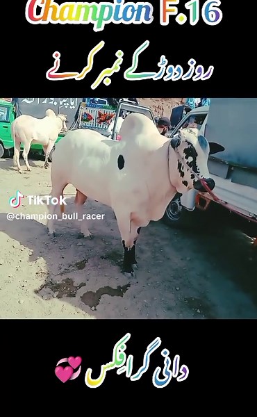 Champion Bull Racer Dani: Mastering the F16 Technique