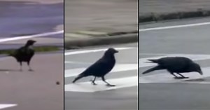 Wild Crow Using the Urban Landscape to Its Advantage is Incredible