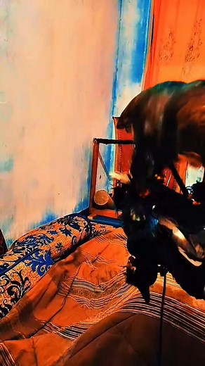 The motivation of a Sparrowhawk focused. Every beat of its wings mirrors the heart of the falconer who trains it. #Falconry #Goshawk #Pakistan | Pakistan Falconry Association